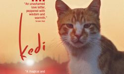 大银幕吸猫！土耳其高分纪录片《爱猫之城》即将引进 