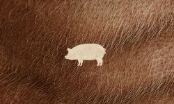 尼古拉斯·凯奇主演电影《救猪行动》定档7月16日北美上映