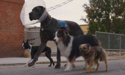 限制级喜剧《流浪狗》6月9日北美上映， 全程消音狗狗搞事情