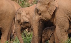 2020云南大象迁徙之旅拍成纪录片， IMAX摄影机拍摄《象形记》明年上映