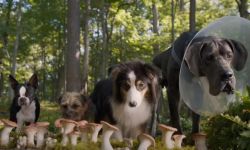 《流浪狗》8月18日上映， 揭流浪狗家养狗限制级对话