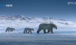 《食肉动物》9月6日上线， 北极熊狮子猎豹集体登场